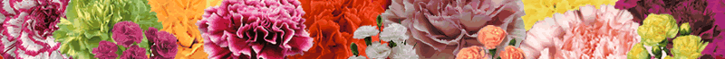 Carnations Footer